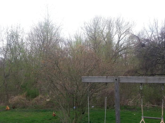 backyard facing south looking at 2 acres of wooded flood plain