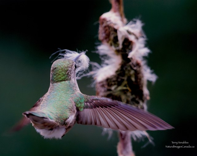 [Thumbnail for Hummingbird-looking-to-nest.jpg]