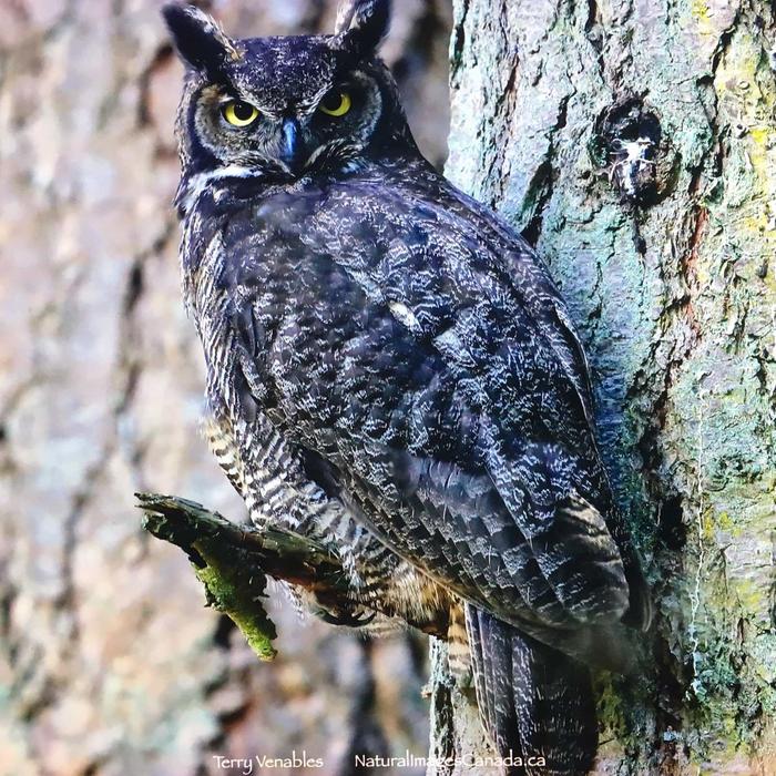 [Thumbnail for Very-large-Great-Horned-Owl.jpg]