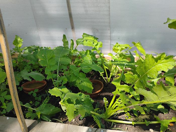 Turnip greens, ollas and baby black locust trees