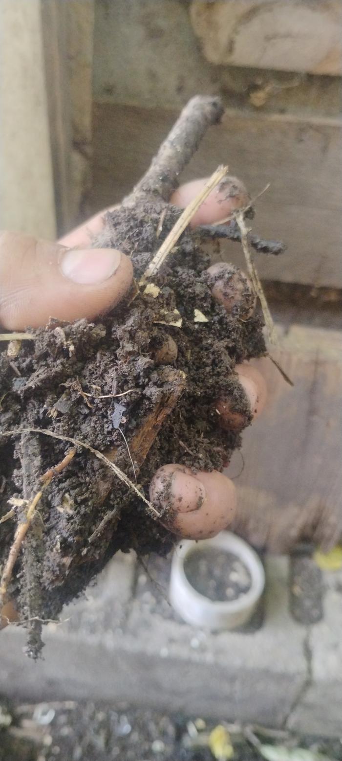 A fist full of compost