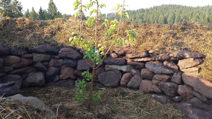 finished up the dry stack, backfilled, planted,