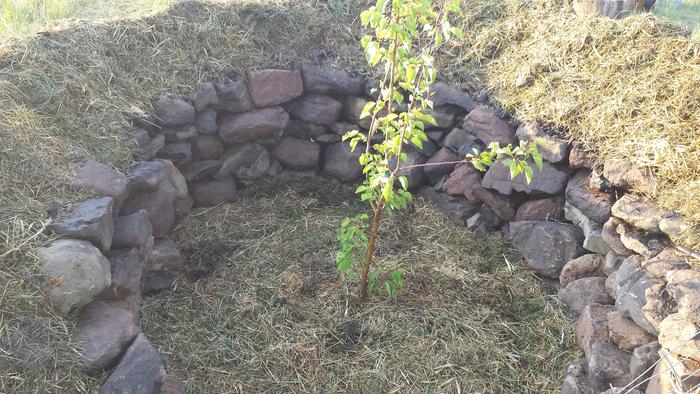 mulched the interior of the hugel - tree well.