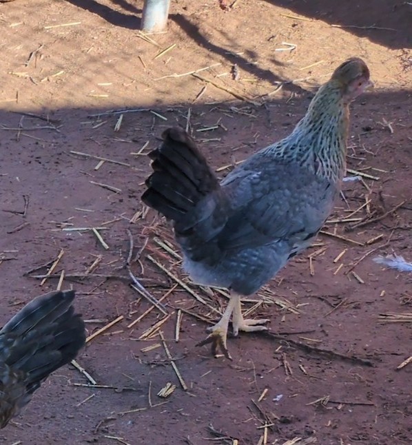 [Thumbnail for 20251125_100214-3.jpg]