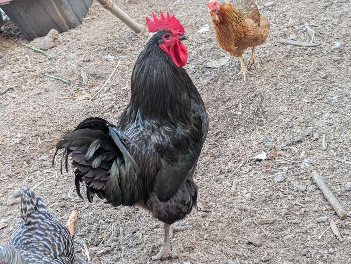 [Thumbnail for PXL_20260416_020839349.MP.jpg]