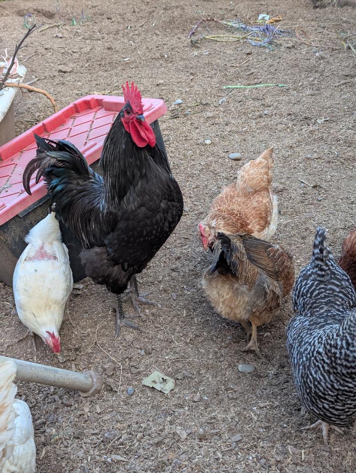 [Thumbnail for PXL_20260416_020358991.MP.jpg]