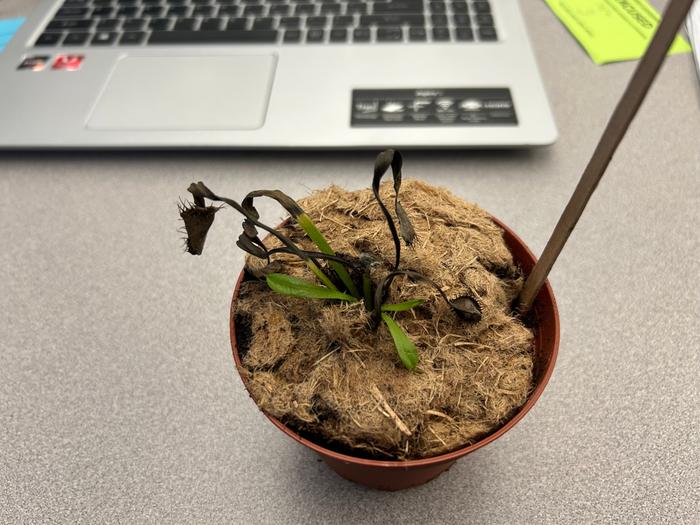 A sad little Venus flytrap