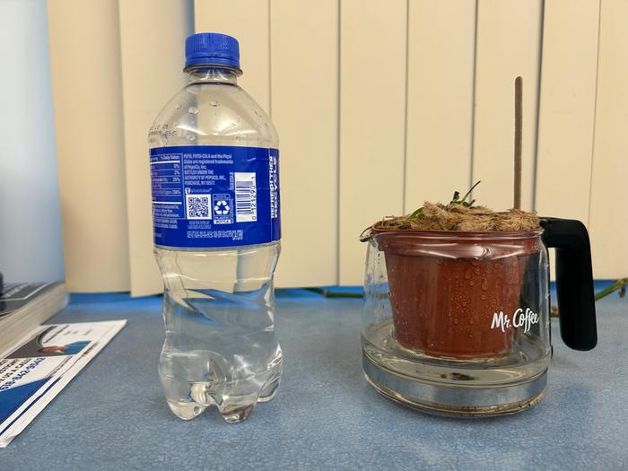 Recycled Squirt Bottle and Coffee Pot Watering System for Venus Flytrap