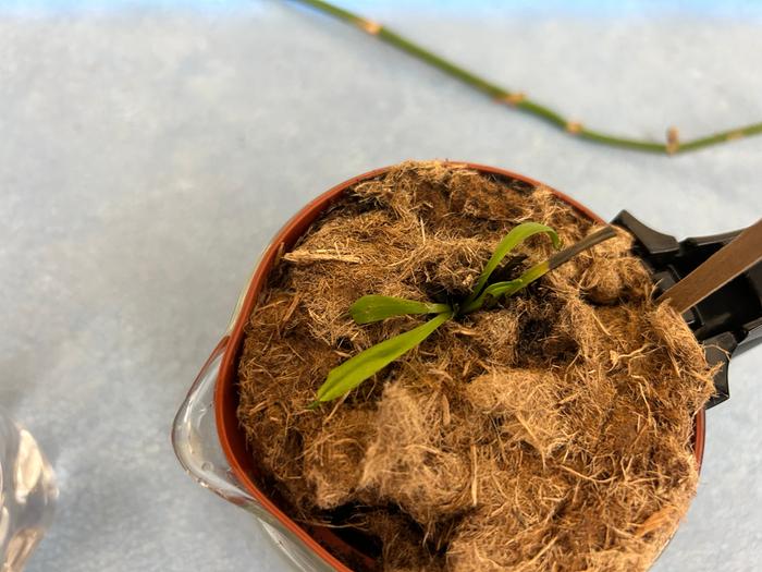 Gradual regrowth of the Venus Flytrap