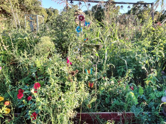 looking into the garden from the outside 
