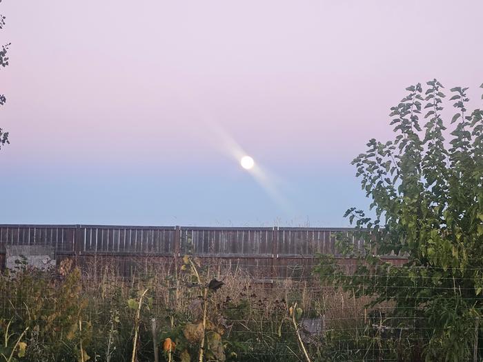 The Harvest Moon, rising above my garden