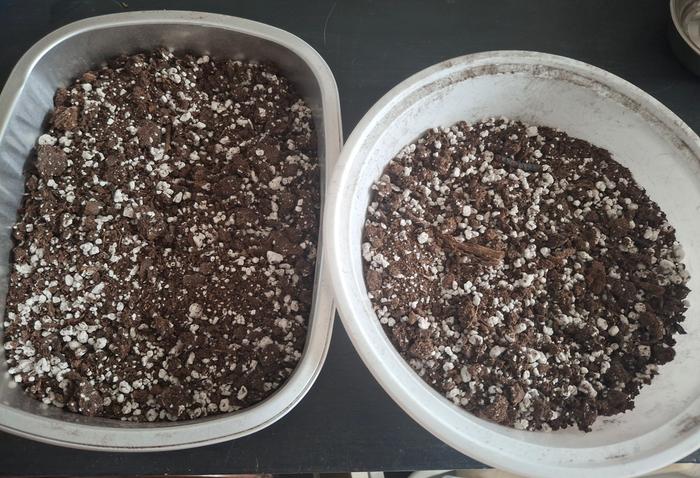 takeout containers with potting soil