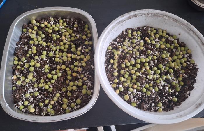 containers with soaked peas