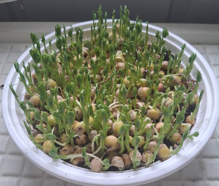 young pea sprouts