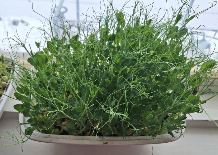 mature pea shoots