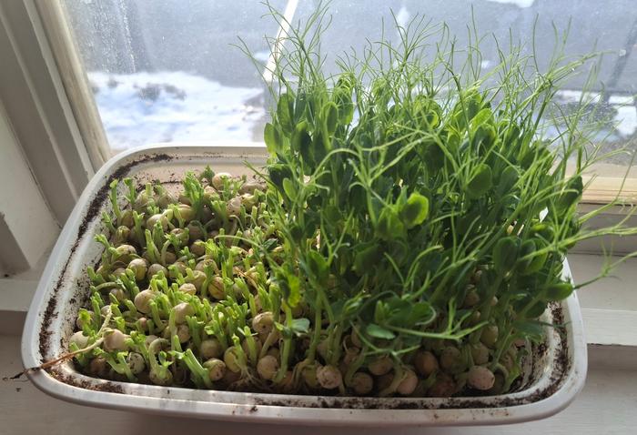 partially trimmed pea shoots