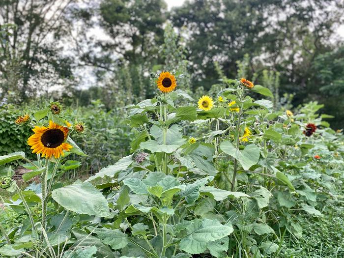 [Thumbnail for 486657273_1229619862499078_6850068410494033277_n-Copy-Copy.jpg]