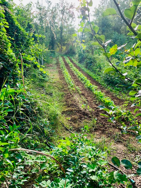 [Thumbnail for 488647698_1237001438427587_6923248382436706604_n-Copy-Copy.jpg]