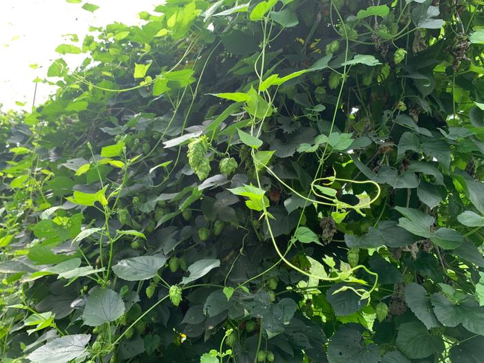 [Thumbnail for 492076306_1254461623348235_1884593992185624547_n-Copy-Copy.jpg]