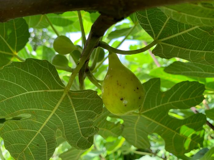 [Thumbnail for 492331550_1255493829911681_213684933253878186_n-Copy-Copy.jpg]