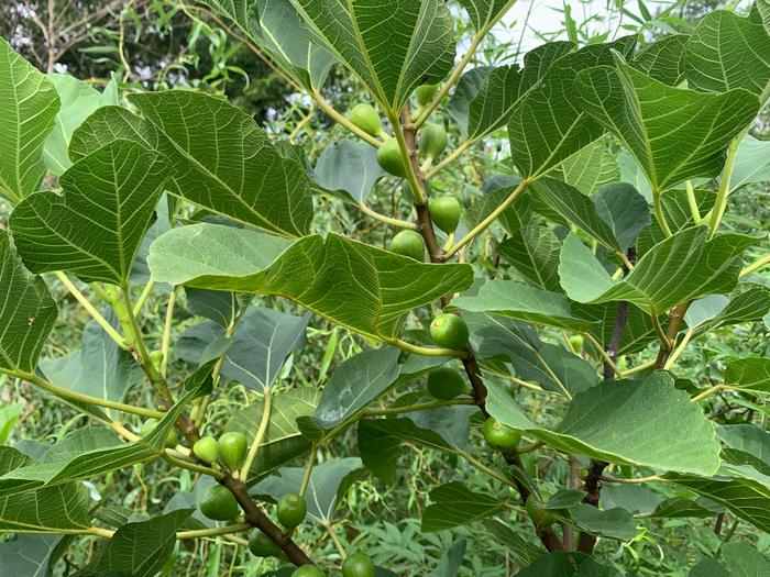 [Thumbnail for 492387589_1254461636681567_1048545844065646424_n.jpg]