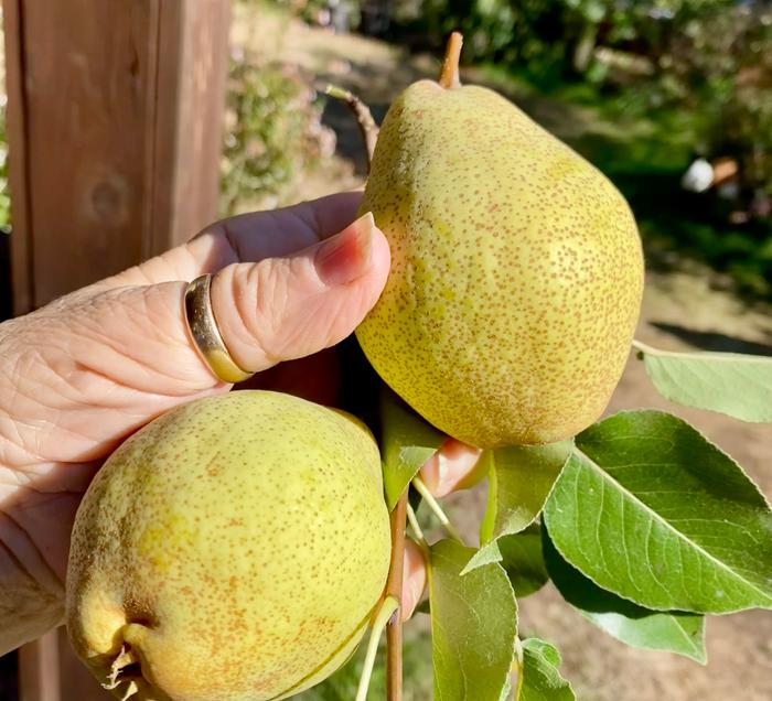 Unknown small rough pear 