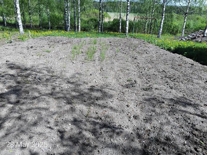 Before planting