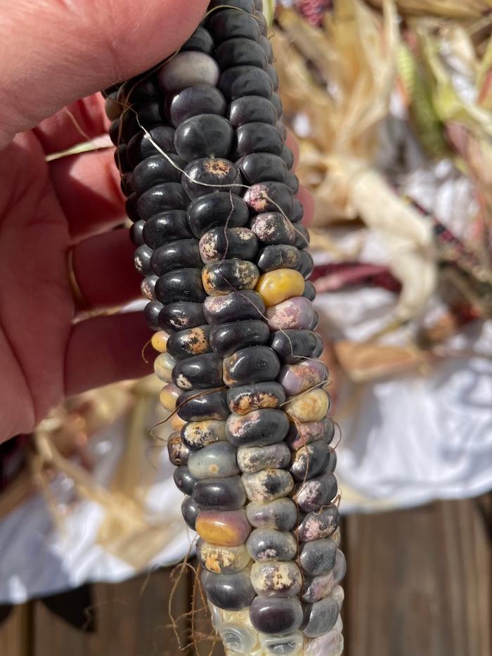 Note the odd discoloration on the kernels. This feels more like a nutrient issue than mold, but perhaps someone more knowledgeable will disagree.