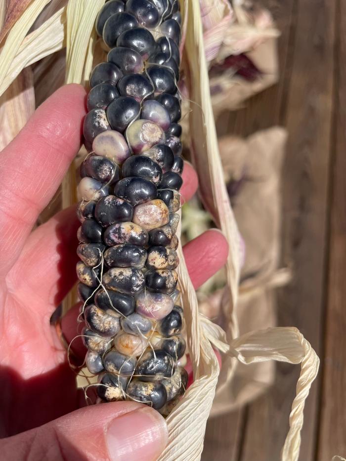Discoloration of the kernels and an opaque like effect on some kernels