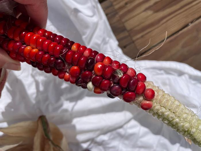 Single kernel with possible mold or fungus