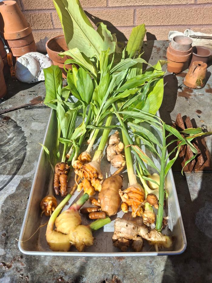 fresh ginger and turmeric harvest, October 2025
