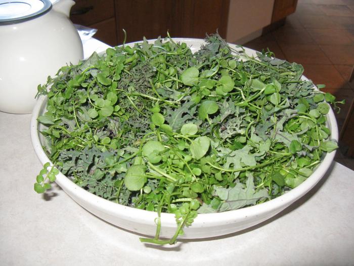 salad-forage-chickweed-snapweed-kale