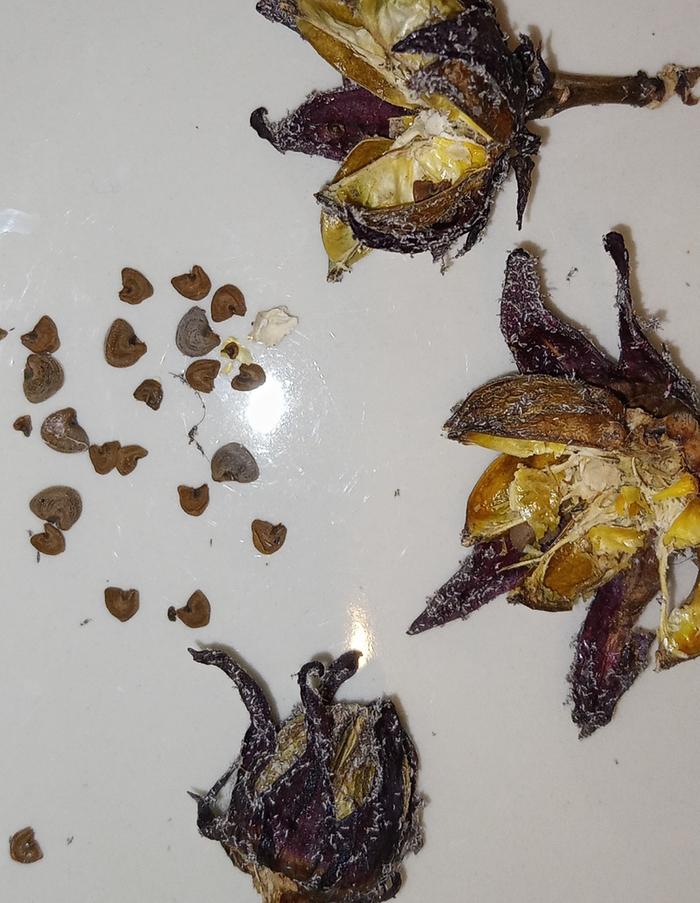 roselle buds and seeds