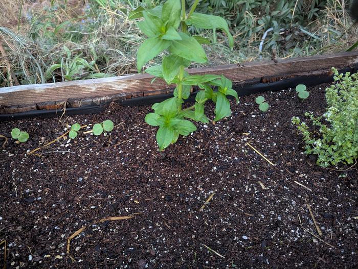 the little guys along the back are roselle 