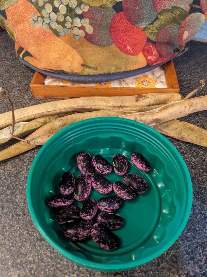 Home grown runner bean seeds