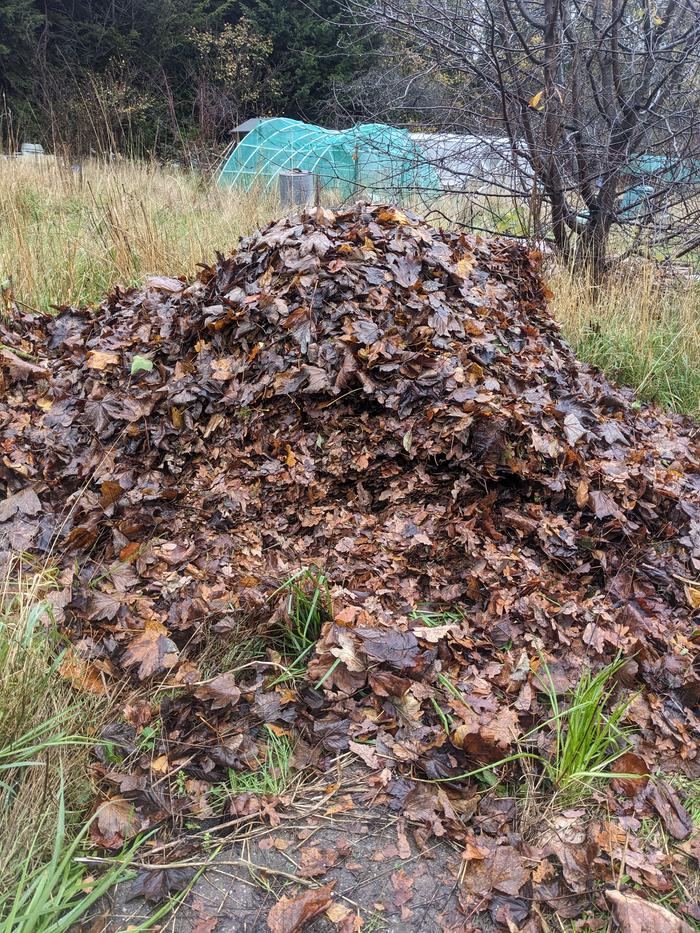 Heap of clean autumn leaves.