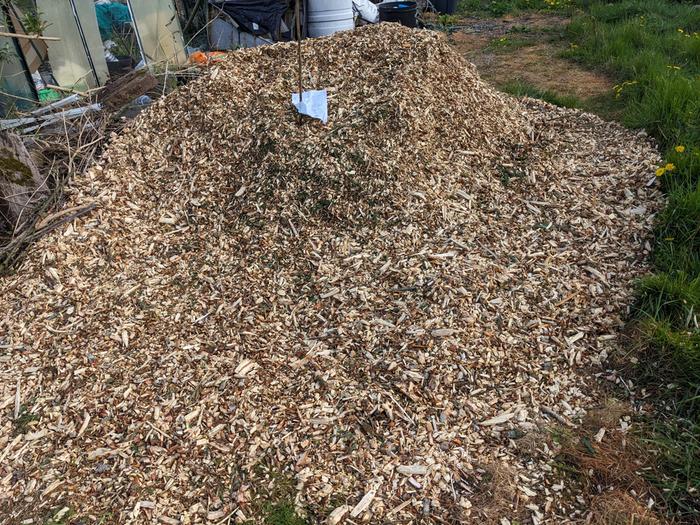 A rapidly diminishing heap of wood chips.