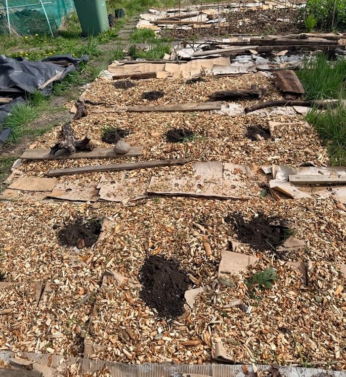 Four beds of newly planted seed potatoes.