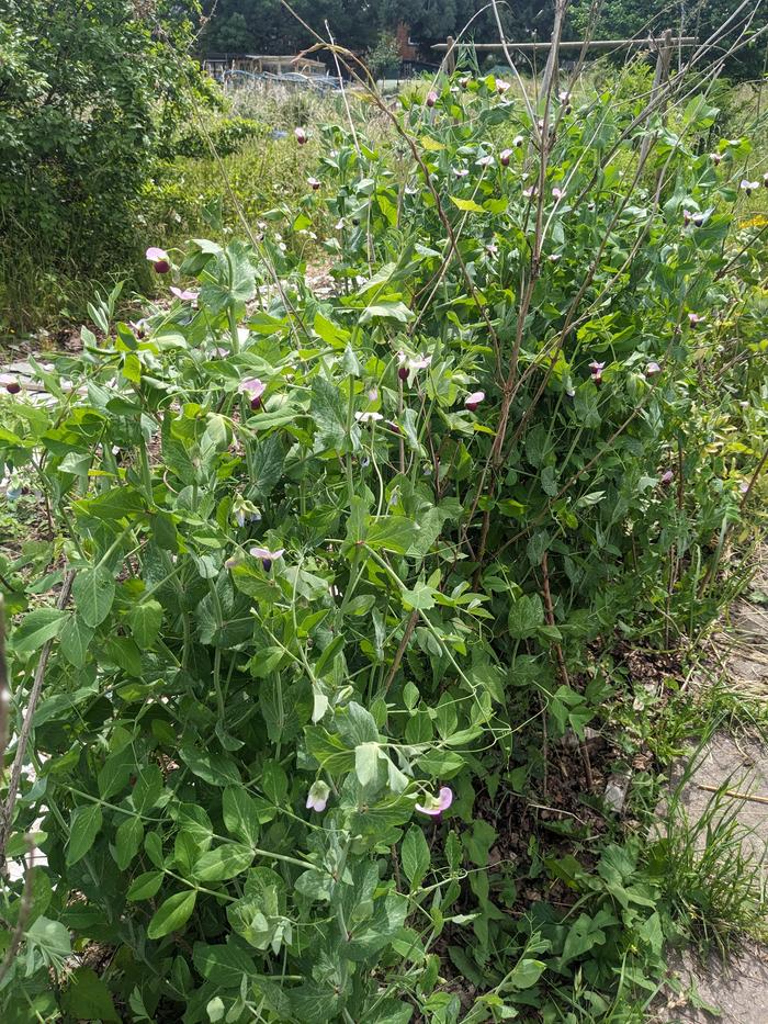Carlin peas in flower, light pink & dark burgundy, with broad beans behind, beans ripening in their pods.