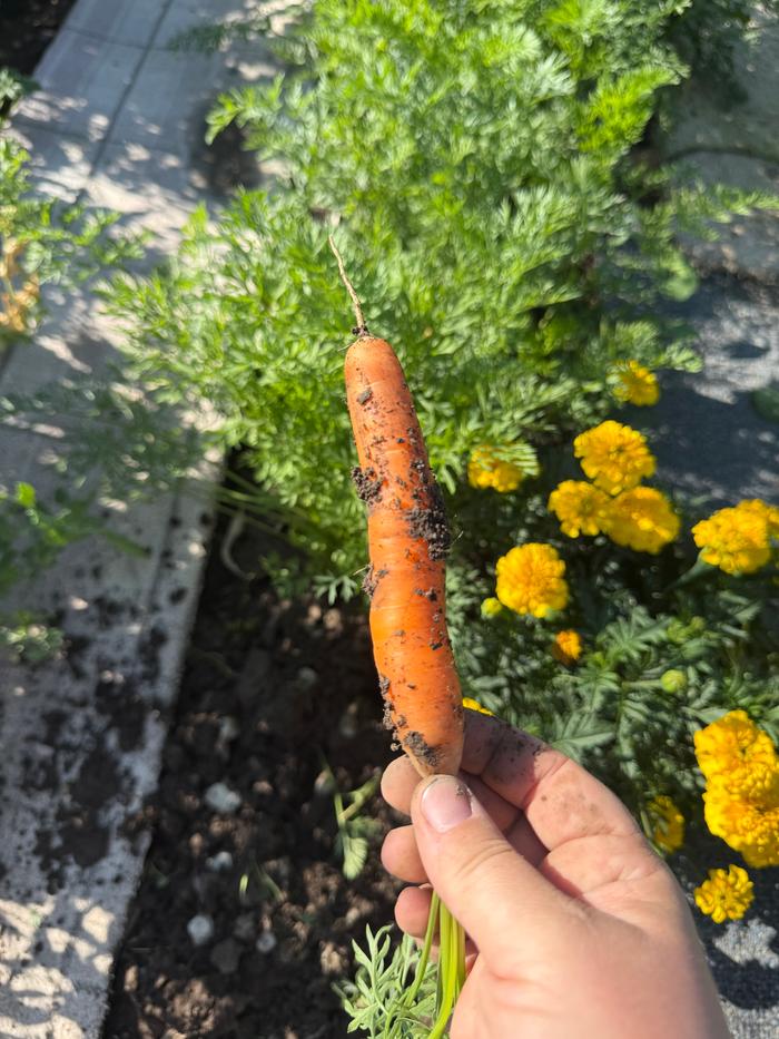 I love picking the carrots!