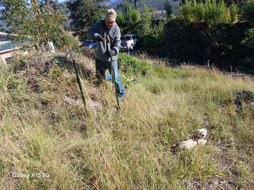 Putting down some fencing to keep the deers away from the little apple trees