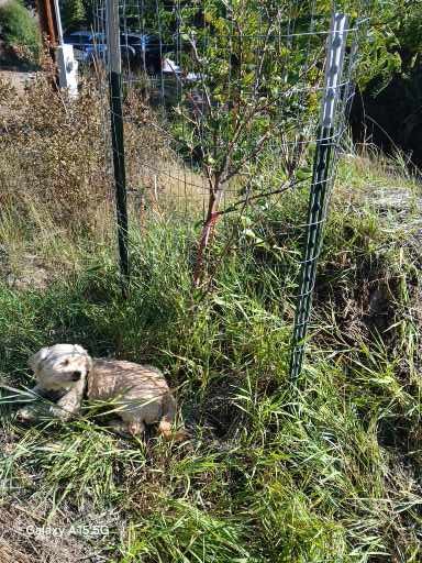 [Thumbnail for Tpost-chapo-deer-final-.jpg]