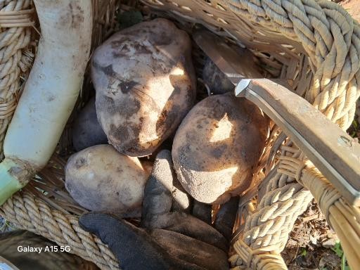 some tater harvesting 