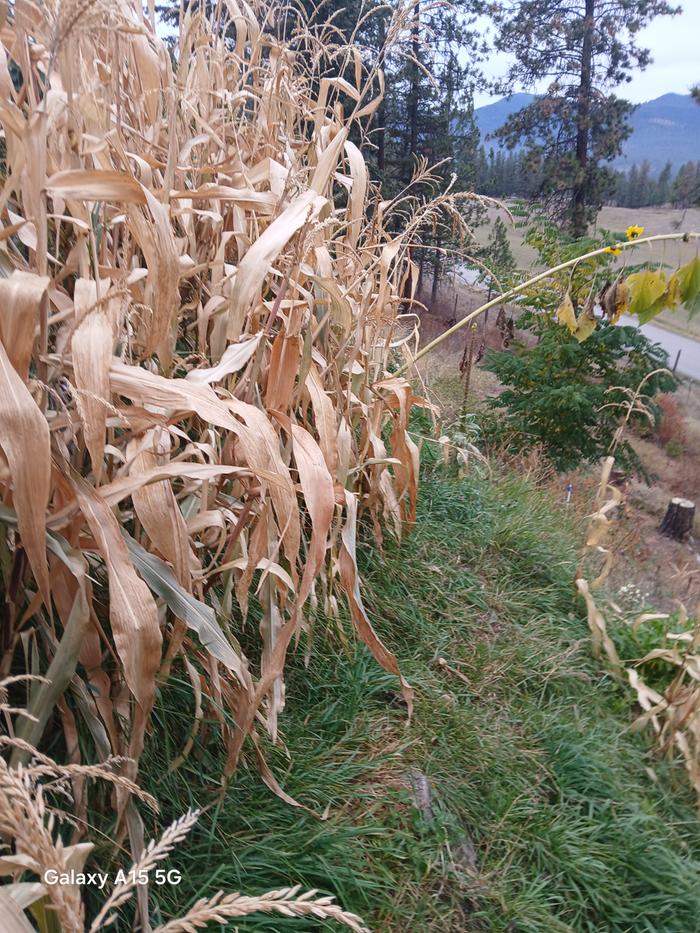 Dry cornstalks on a hugel
