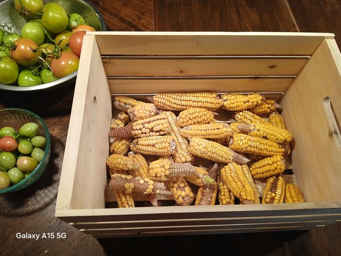 corn on the cob in a wooden crate next to bowls full of tomatoes