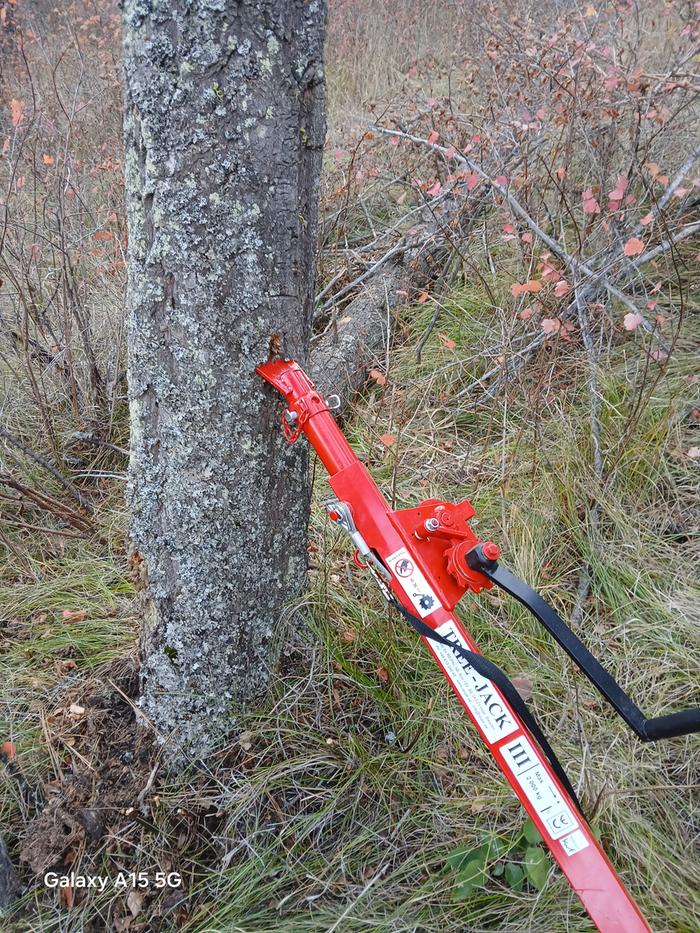 The mighty tree jack