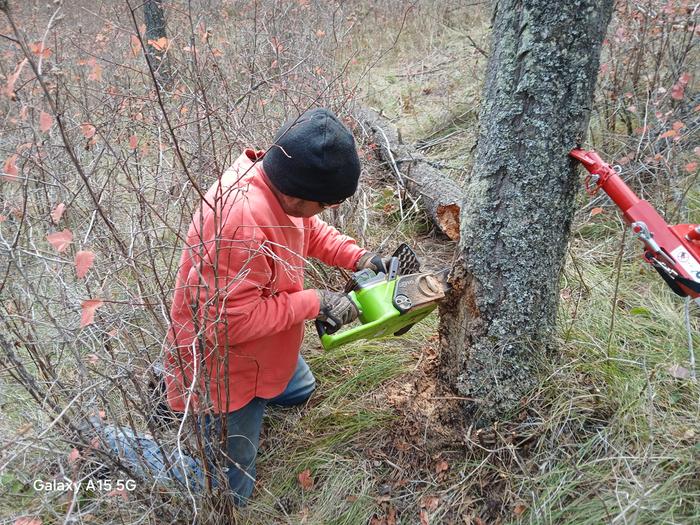 Esteban cuts a wedge from a tree with an electric chainsaw