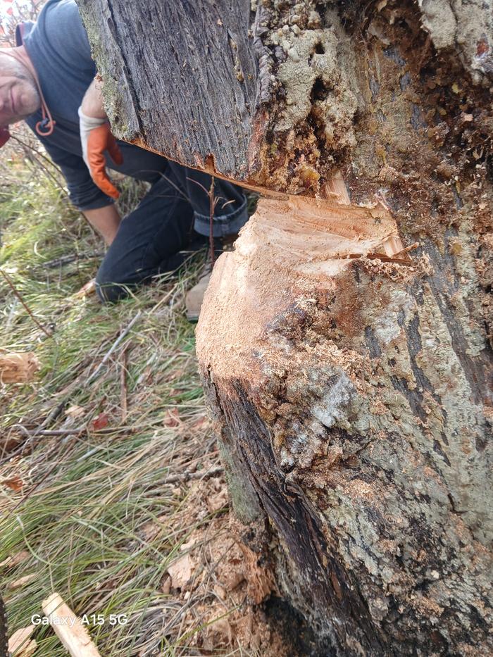 a wide open wedge cut in a pine tree with Stephen inspecting it