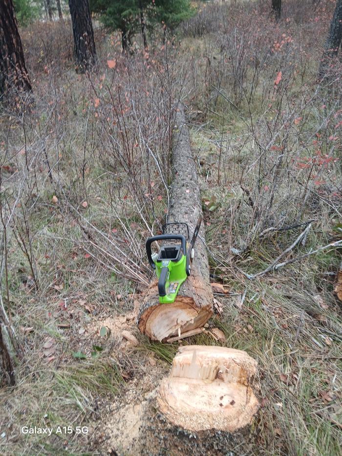 a greenworks battery powered saw on the 12 inch pine tree that it cut down