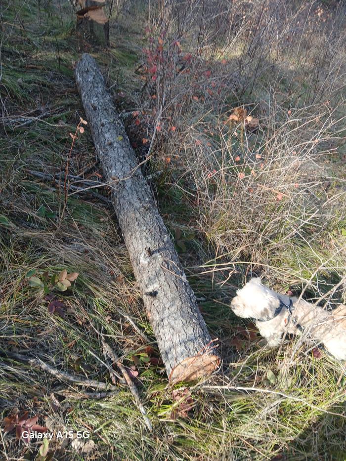 These are the logs I want to haul back and process next weekend for sure .....